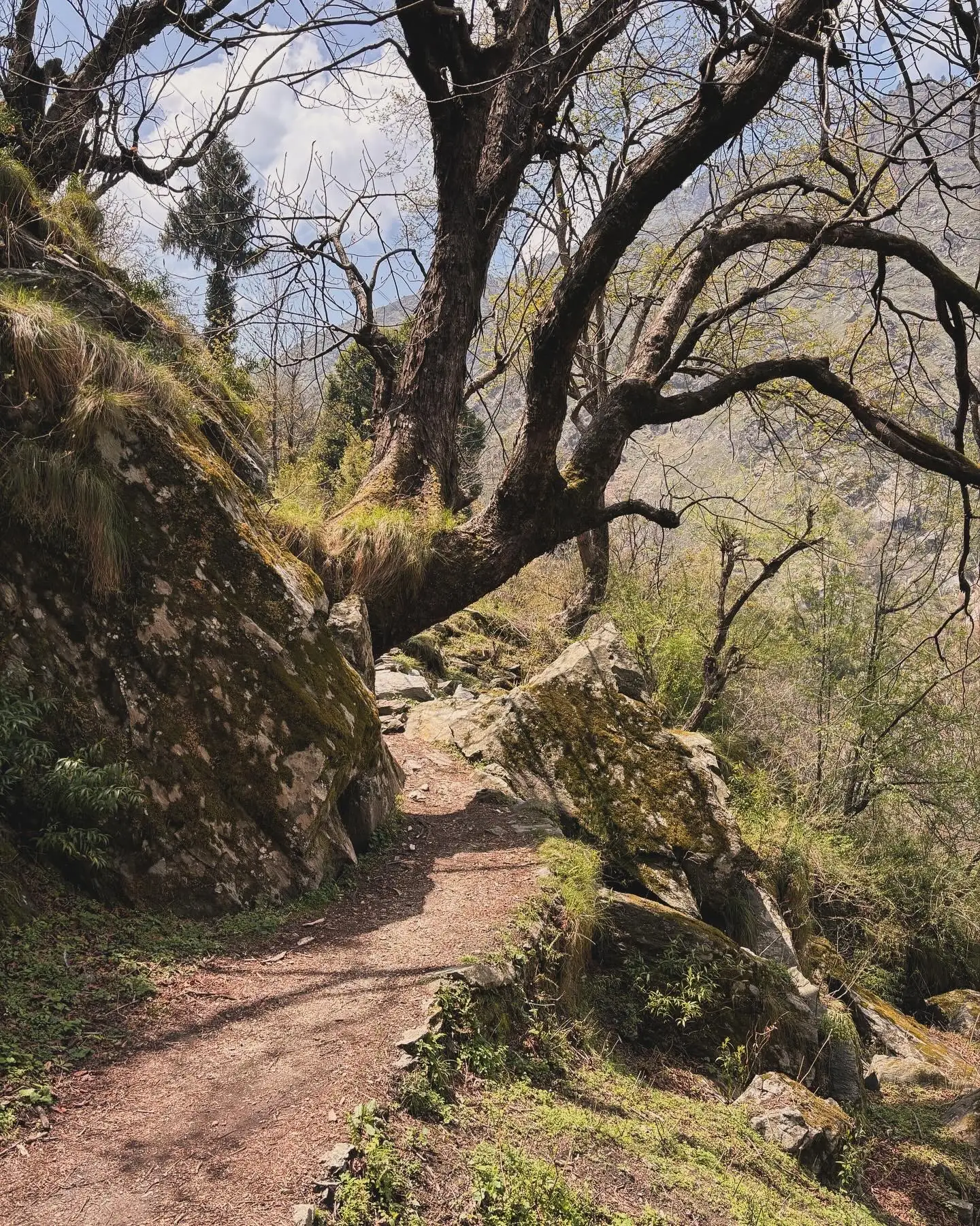 An old tree arching over a forest trail